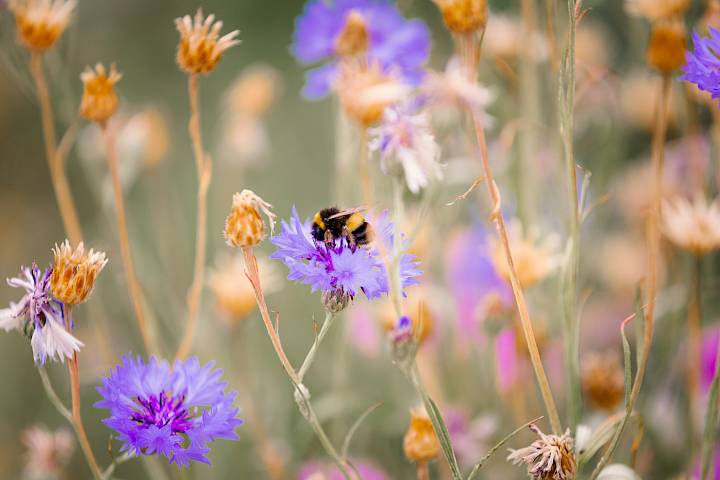 Close up of bee pollinating wildflowers